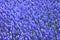 Blue flowers, Muscari or grape hyacinth, background