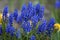 Blue flowers of muscari or mouse hyacinth, buds and leaves. Onion viper.