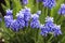 Blue flowers of Muscari mouse hyacinth in spring.