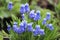 Blue flowers of Muscari mouse hyacinth in spring.