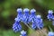 Blue flowers of Muscari mouse hyacinth in spring.