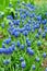 Blue flowers Muscari or murine hyacinth buds and leaves