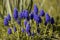 Blue flowers Muscari or murine hyacinth buds and leaves.