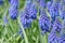 Blue flowers (Muscari Neglectum)