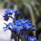 Blue flowers: Myosotis or forget-me-not, selective focus