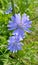 Blue flowers of natural chicory