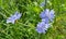 Blue flowers of natural chicory