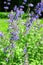 Blue flowers of Nepeta cataria catnip, catswort, catmint. Floral background