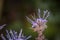 Blue flowers with open blossom after a rain with water drops on a flower meadow on a typical rainy November day, Germany