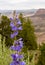 Blue flowers with out of focus mountain in background