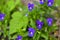 Blue flowers Pansies violets field in the garden