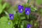 Blue flowers Pansies violets field in the garden