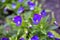 Blue flowers Pansies violets field in the garden