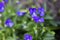 Blue flowers Pansies violets field in the garden