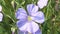 Blue flowers plants flax
