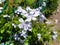 Blue flowers plumbago auriculata