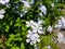 Blue flowers plumbago auriculata