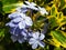 Blue flowers plumbago with green leaves.