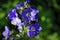 Blue flowers Polemonium caeruleum or Jacob\'s-ladder