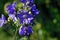 Blue flowers Polemonium caeruleum or Jacob\'s-ladder