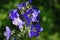 Blue flowers Polemonium caeruleum or Jacob\'s-ladder