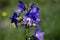 Blue flowers Polemonium caeruleum or Jacob\'s-ladder