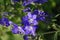 Blue flowers Polemonium caeruleum or Jacob\'s-ladder