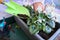 Blue flowers in a pot-gardening