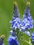 Blue flowers of Prostrate speedwell