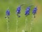 Blue flowers of Prostrate speedwell. Veronica prostrata