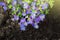 Blue flowers purple rock cress in flowerbed