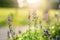 Blue flowers salvia shining background