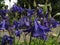 Blue flowers in spring. Aquilegia or granny`s bonnet or columbine