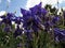 Blue flowers in spring. Aquilegia or granny`s bonnet or columbine