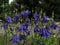 Blue flowers in spring. Aquilegia or granny`s bonnet or columbine