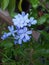 Blue flowers in Sri Lankan garden