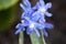 Blue flowers of Star hyacinths (Scilla sect. Chionodoxa)