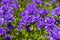 Blue flowers  in the summer garden. Campanula glomerata