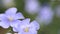 Blue flowers sway in the wind. linum usitatissimum