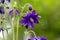 Blue flowers of the two-colored European columbin `Blue Barlow` Aquilegia vulgaris plena
