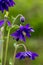 Blue flowers of the two-colored European columbin `Blue Barlow` Aquilegia vulgaris plena