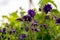 Blue flowers of the two-colored European columbin `Blue Barlow` Aquilegia vulgaris plena