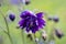 Blue flowers of the two-colored European columbin Blue Barlow. Aquilegia vulgaris plena