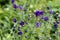 Blue flowers of the two-colored European columbin Blue Barlow. Aquilegia vulgaris plena