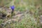 Blue flowers from the typical alpine enviroment of Dolomites, in Italy