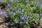 Blue flowers of Veronica austriaca in spring