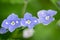 Blue flowers Veronica speedwell closeup