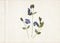 Blue flowers in vintage herbarium