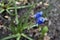 Blue flowers viper onion or mouse hyacinth or muscari muscari is a genus of bulbous plants in the asparagus family asparagaceae
