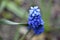 Blue flowers viper onion or mouse hyacinth or muscari muscari is a genus of bulbous plants in the asparagus family asparagaceae